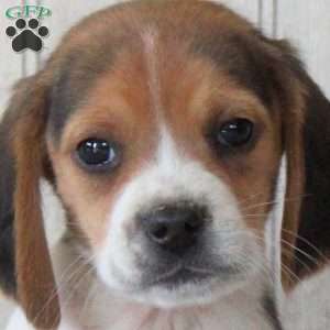 Scout, Beagle Puppy