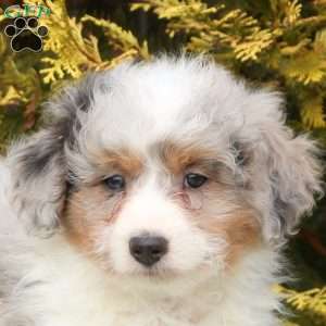 Scout, Mini Aussiedoodle Puppy