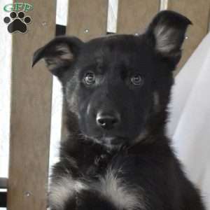 Scout, German Shepherd Puppy