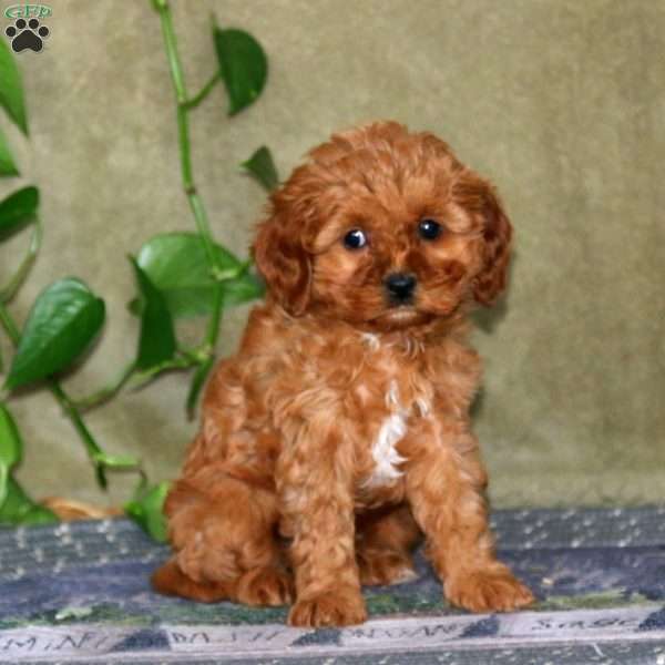 Scout, Cavapoo Puppy