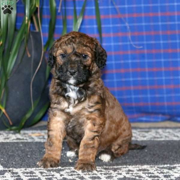 Scout, Goldendoodle Puppy