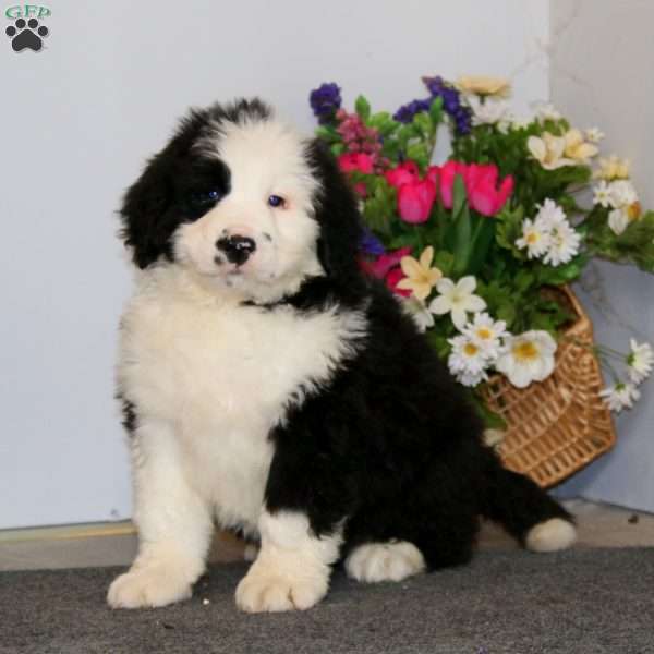 Scout, Bernedoodle Puppy