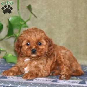 Scout, Cavapoo Puppy