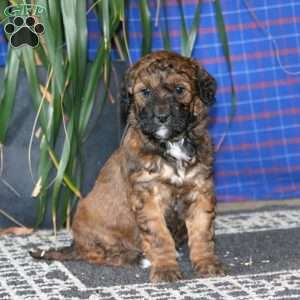 Scout, Goldendoodle Puppy