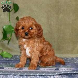 Scout, Cavapoo Puppy