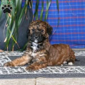 Scout, Goldendoodle Puppy