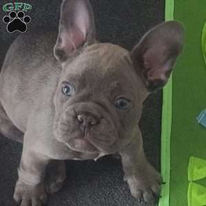 Freddy, French Bulldog Puppy