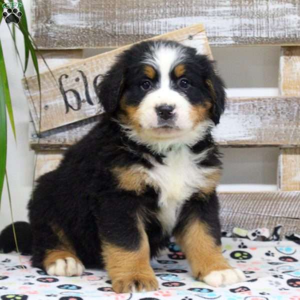 Sean, Bernese Mountain Dog Puppy