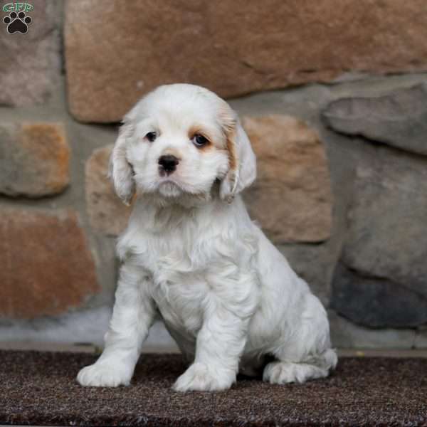 Sela, Cocker Spaniel Puppy