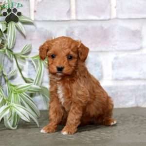 Sela, Mini Goldendoodle Puppy