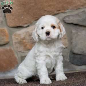 Sela, Cocker Spaniel Puppy