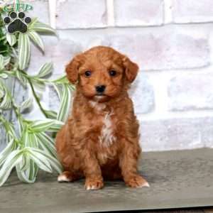 Sela, Mini Goldendoodle Puppy