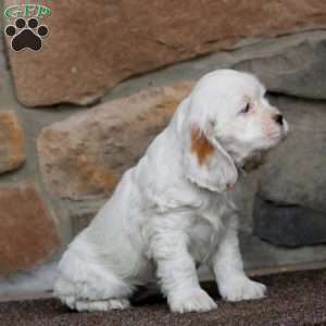 Sela, Cocker Spaniel Puppy