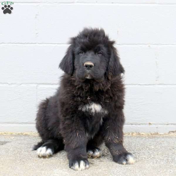 Seth, Newfoundland Puppy