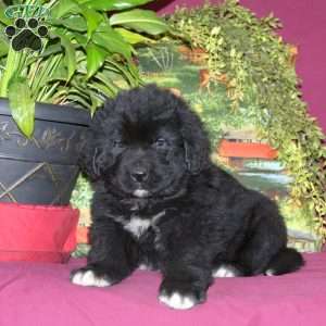 Seth, Newfoundland Puppy