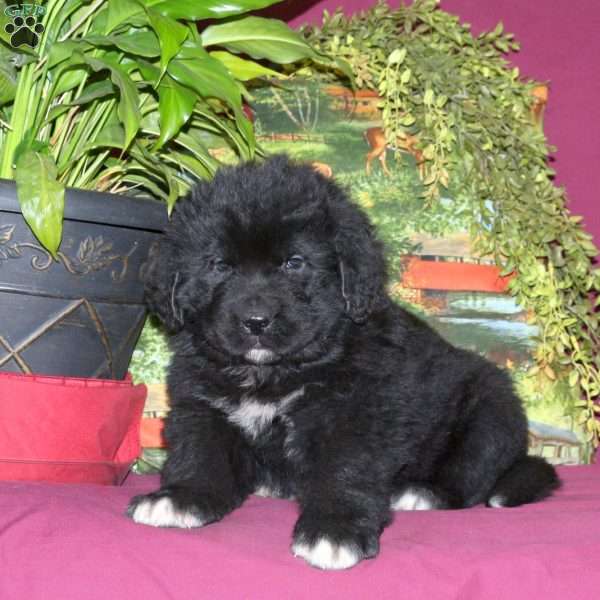 Seth, Newfoundland Puppy