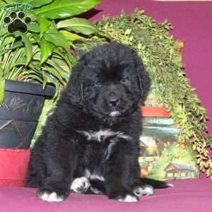 Seth, Newfoundland Puppy