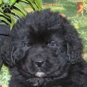 Seth, Newfoundland Puppy