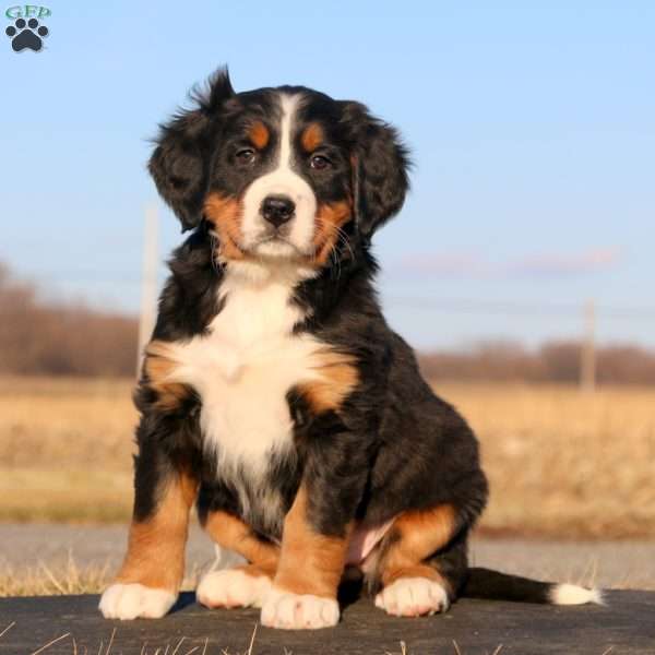 Seven Up, Bernese Mountain Dog Puppy