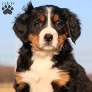 Seven Up, Bernese Mountain Dog Puppy