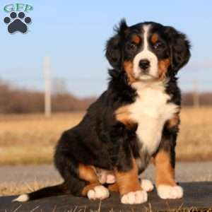 Seven Up, Bernese Mountain Dog Puppy