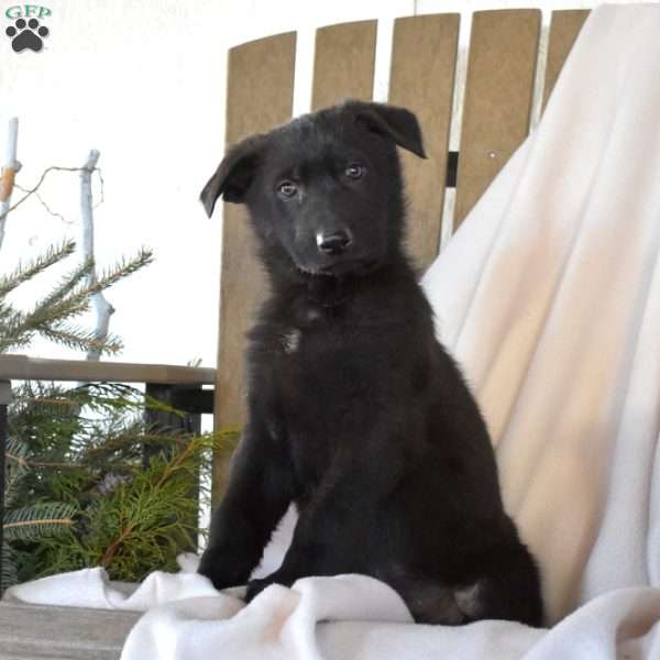 Shadow, German Shepherd Puppy