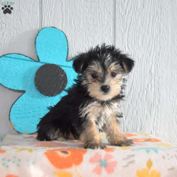 Shadow, Morkie / Yorktese Puppy