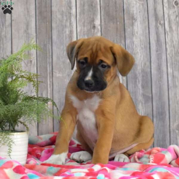 Shadow, Boxador Puppy