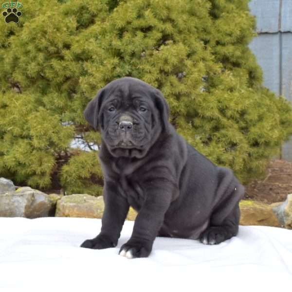 Shadow, Cane Corso Puppy