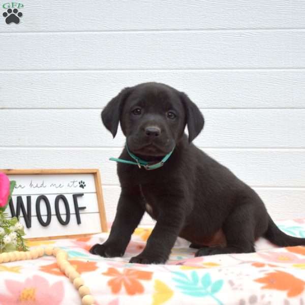 Shadow, Labrador Mix Puppy