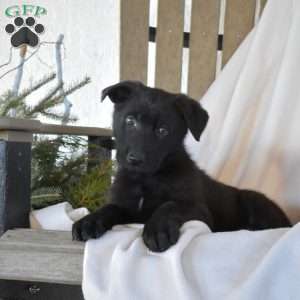 Shadow, German Shepherd Puppy