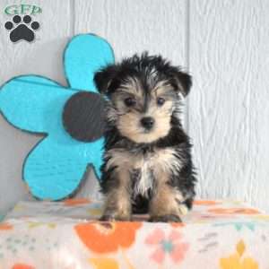 Shadow, Morkie / Yorktese Puppy