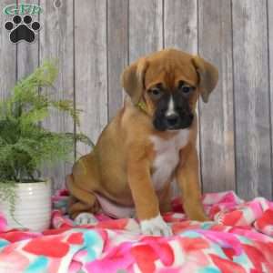 Shadow, Boxador Puppy