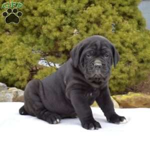 Shadow, Cane Corso Puppy