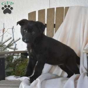 Shadow, German Shepherd Puppy