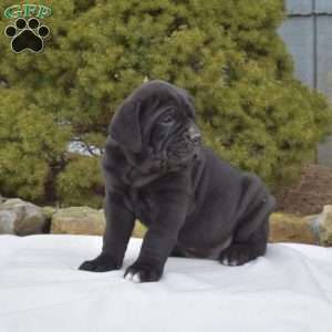 Shadow, Cane Corso Puppy