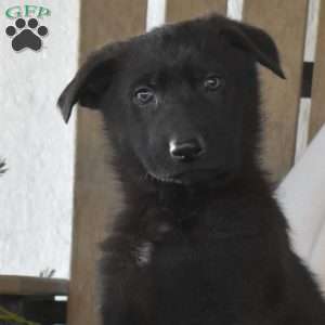 Shadow, German Shepherd Puppy