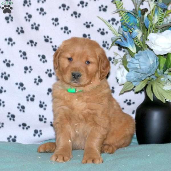 Shaggy, Golden Retriever Puppy