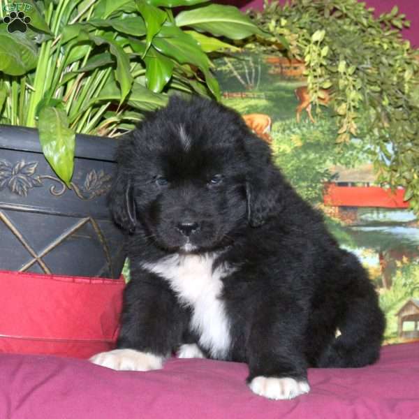 Shaggy, Newfoundland Puppy