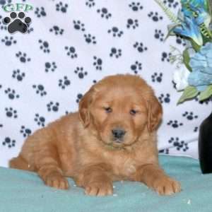 Shaggy, Golden Retriever Puppy