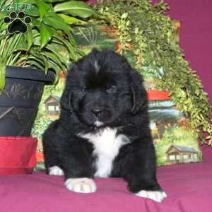 Shaggy, Newfoundland Puppy