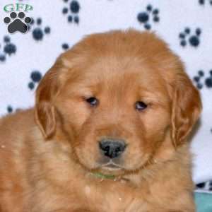 Shaggy, Golden Retriever Puppy