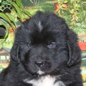 Shaggy, Newfoundland Puppy