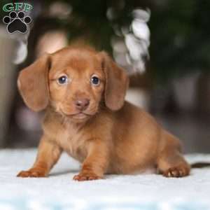 Shamrock, Dachshund Puppy