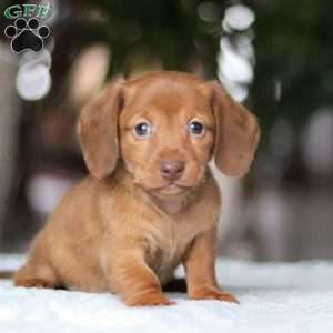 Shamrock, Dachshund Puppy