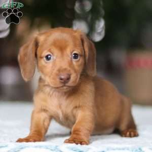 Shamrock, Dachshund Puppy