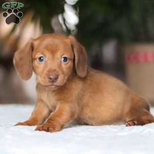 Shamrock, Dachshund Puppy