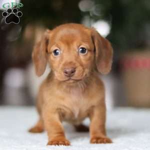 Shamrock, Dachshund Puppy