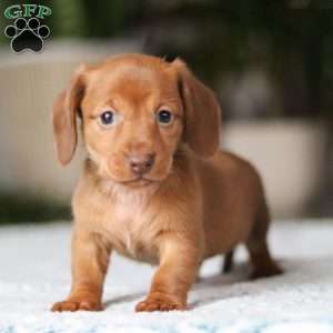 Shamrock, Dachshund Puppy