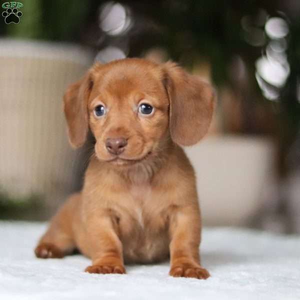 Shamrock, Dachshund Puppy